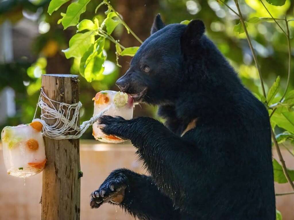 The black bear happily gnaws on a hanging fruit popsicle. (Photo / Courtesy of the Kaohsiung City Government Tourism Bureau)